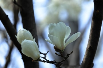 0733C54A-79E5-433D-88FD-58E05B87D7A4/L0/001