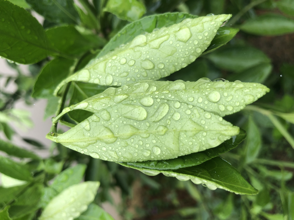 雨后的树叶