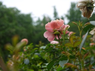 6EA7419D-6AE9-443A-8703-A4C51A98E398/L0/001