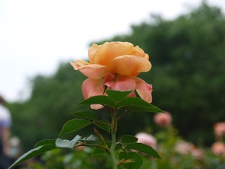 5E2B042D-D321-4391-A8BE-C94C26BEE600/L0/001