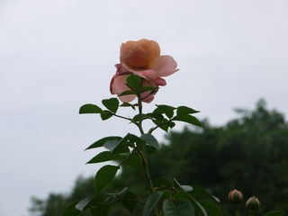 4CF407D0-81EB-44F4-9BC7-0E97E549C1B4/L0/001