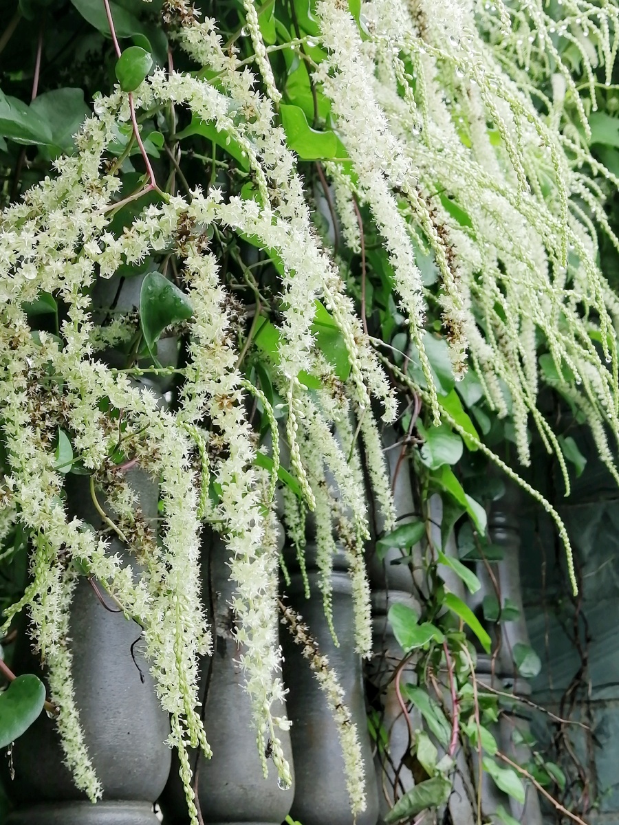 落葵薯 又名:藤三七 马德拉藤 心叶落葵薯 洋落葵 - 图y图 - 图虫