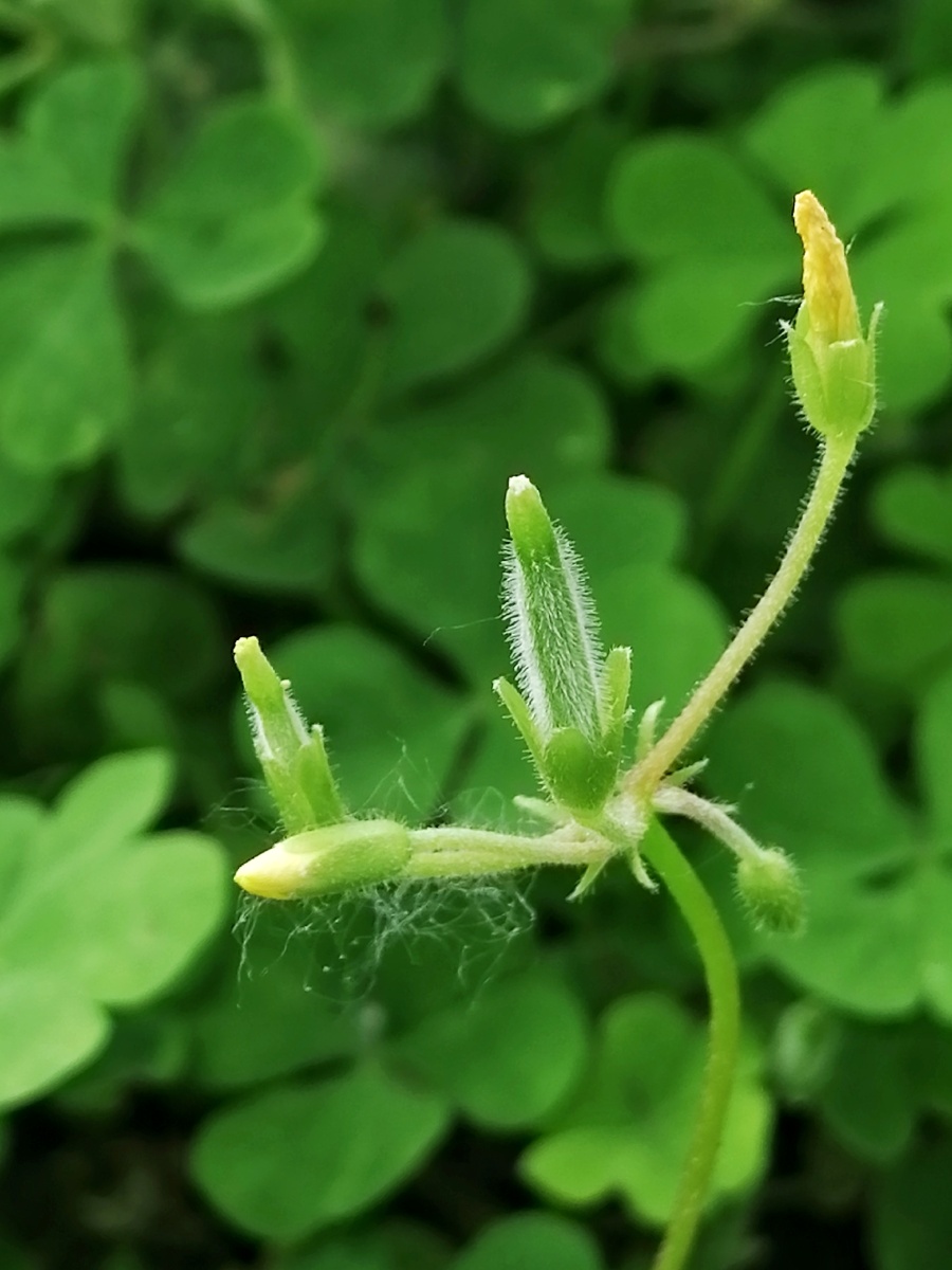 酢浆草又名酸浆草酸酸草斑鸠酸酸咪咪三叶酸