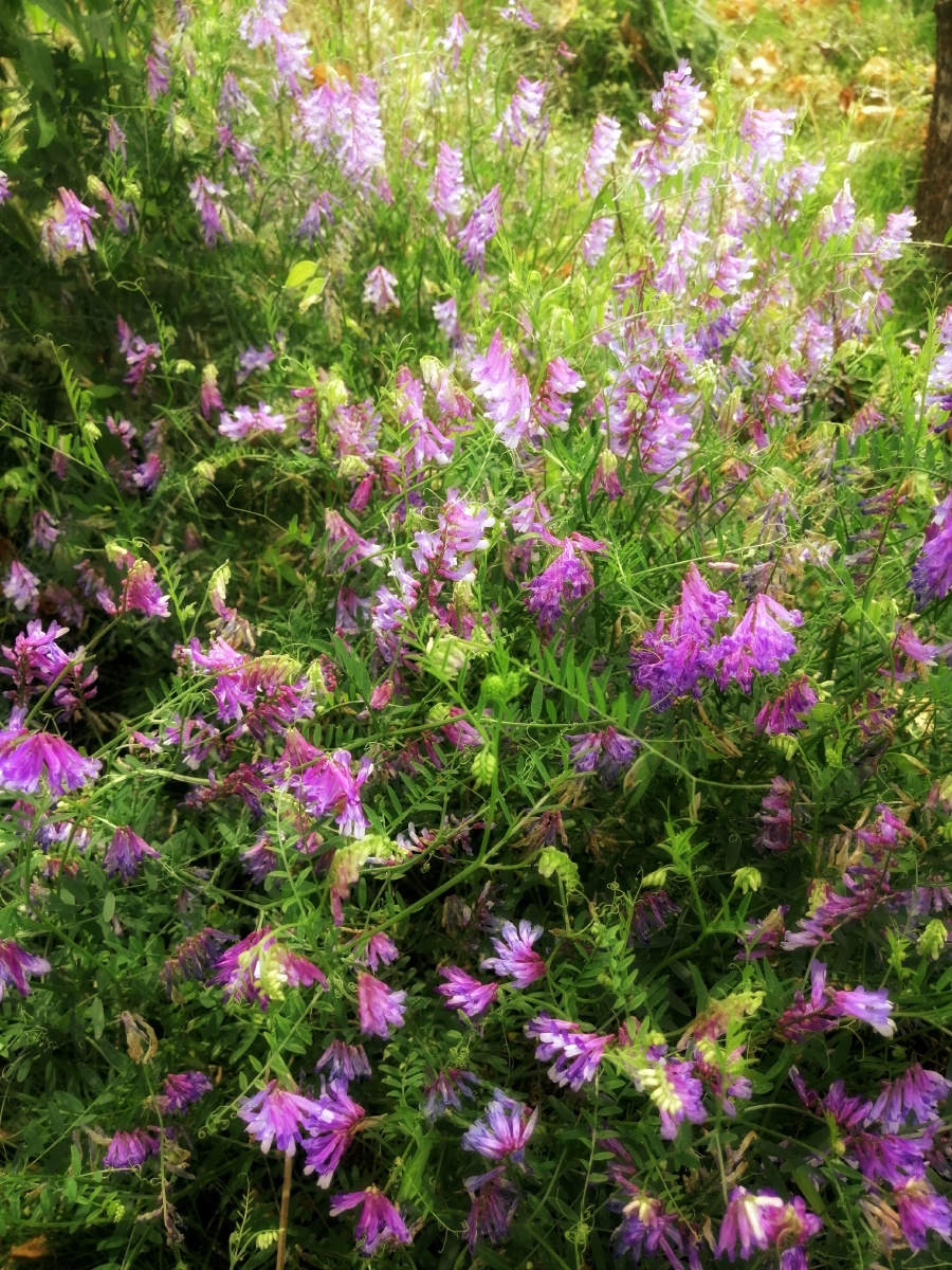 长柔毛野豌豆 又名柔毛著子 ;毛茬子;毛叶苕. - 图y图 - 图虫