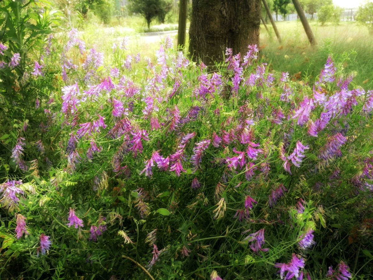 长柔毛野豌豆又名柔毛著子毛茬子毛叶苕