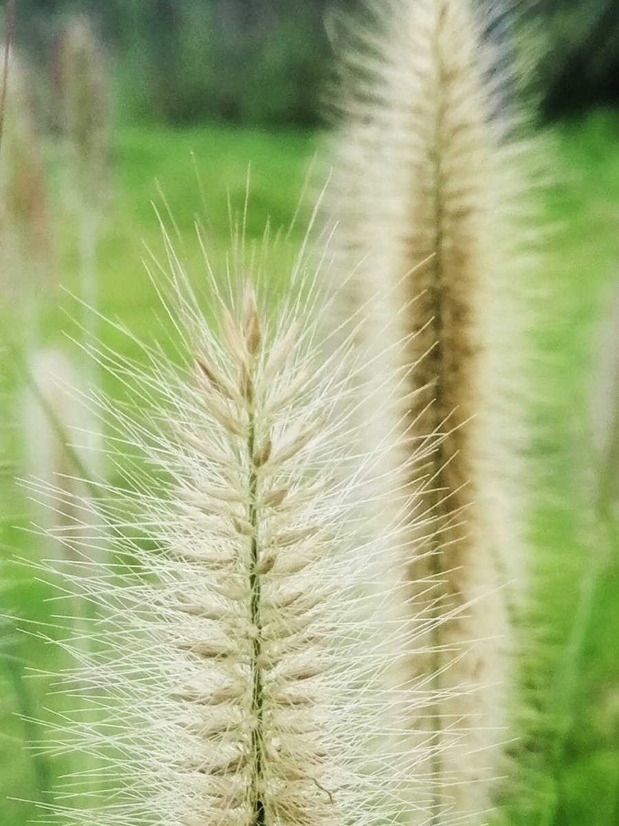 狼尾草又名狗尾巴草狗仔尾老鼠狼芮草