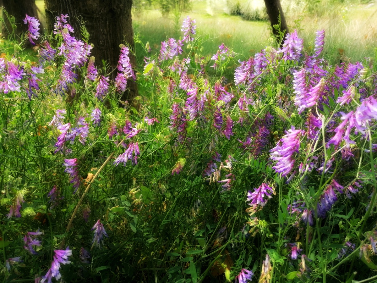 长柔毛野豌豆 又名柔毛著子 ;毛茬子;毛叶苕. - 图y图 - 图虫
