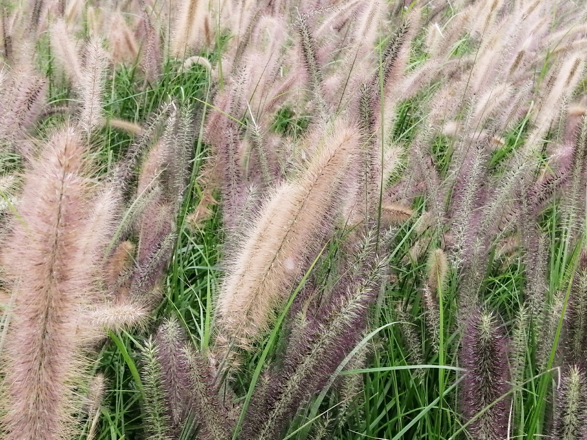 狼尾草又名狗尾巴草狗仔尾老鼠狼芮草