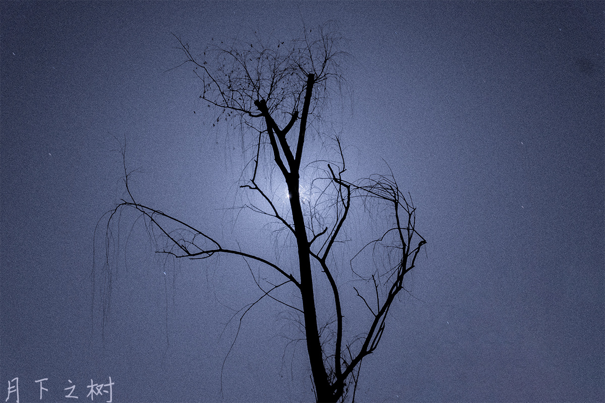月下の树
