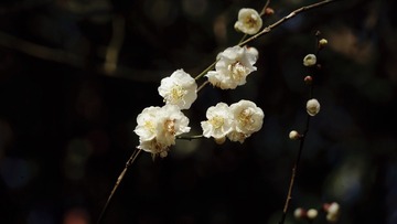 Optional("A4517181-687F-4E2D-8535-E81D4D3C363C/L0/001")