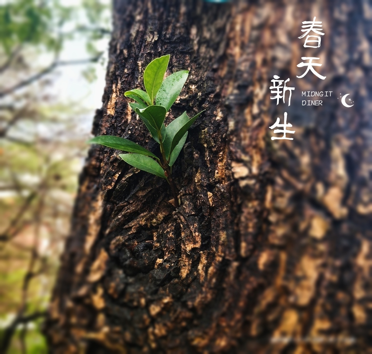 春雨绵绵,万物复苏