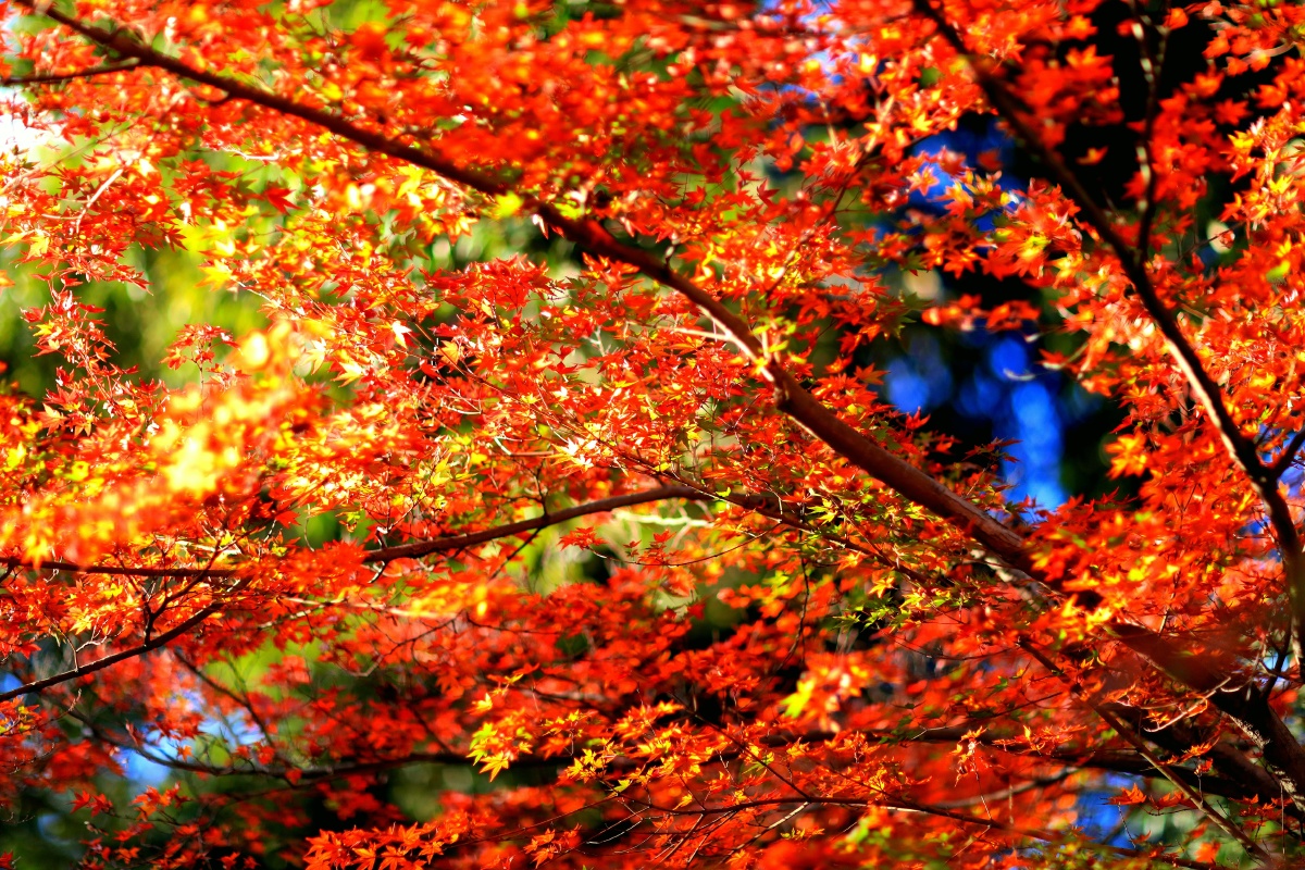 1/118卖图晒单分享秋季季节叶子枫树树公园还没有人打赏,快来当第一个