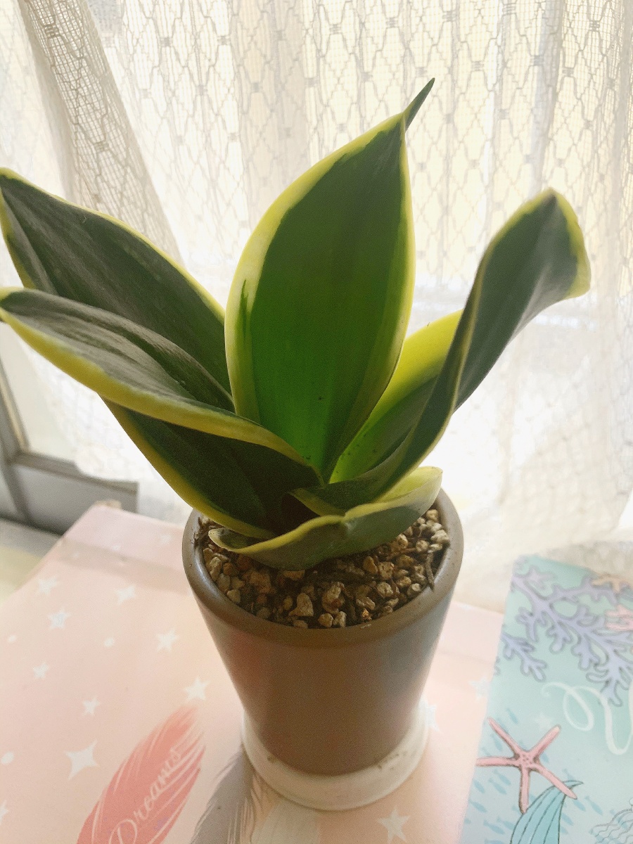 前两天刚买回来一盆短叶虎尾兰 不过不知道怎么能养好 有没有懂得朋友