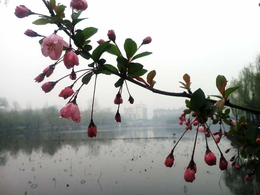 海棠依旧豆瓣,却道海棠依旧,海棠依旧图片_大山谷图库