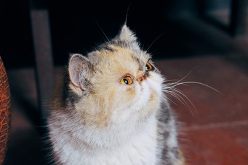 11321
