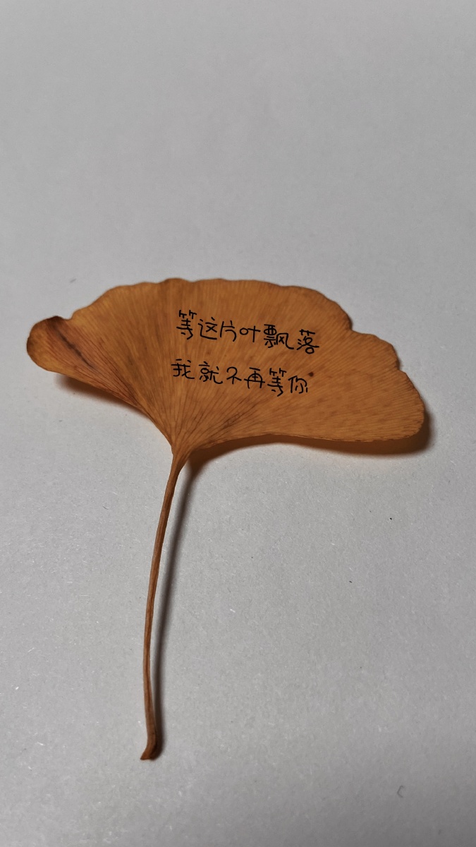 等这片叶飘落我就不再等你