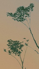 C98C6301-F37C-4207-963F-A7C68C80D6F8/L0/001