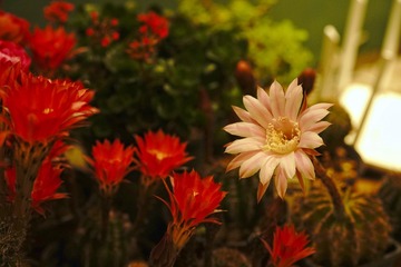 4A72D931-DF58-4F8A-8289-D1A6A1ED0C5B/L0/001