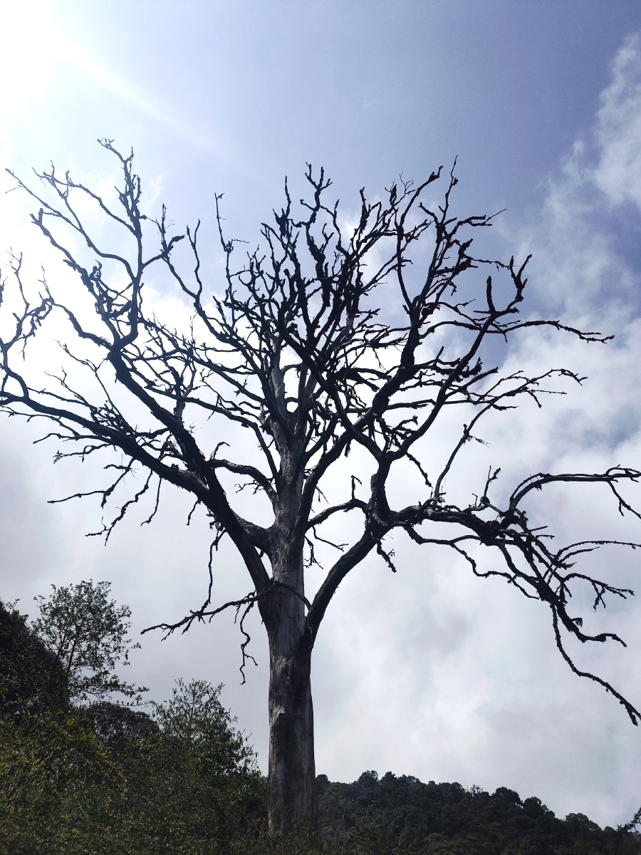 老树既是孤独也是人生