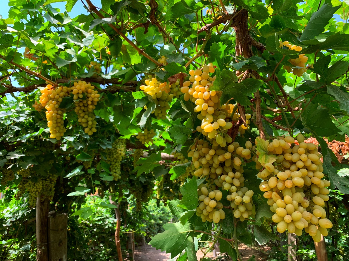 新疆吐鲁番葡萄园