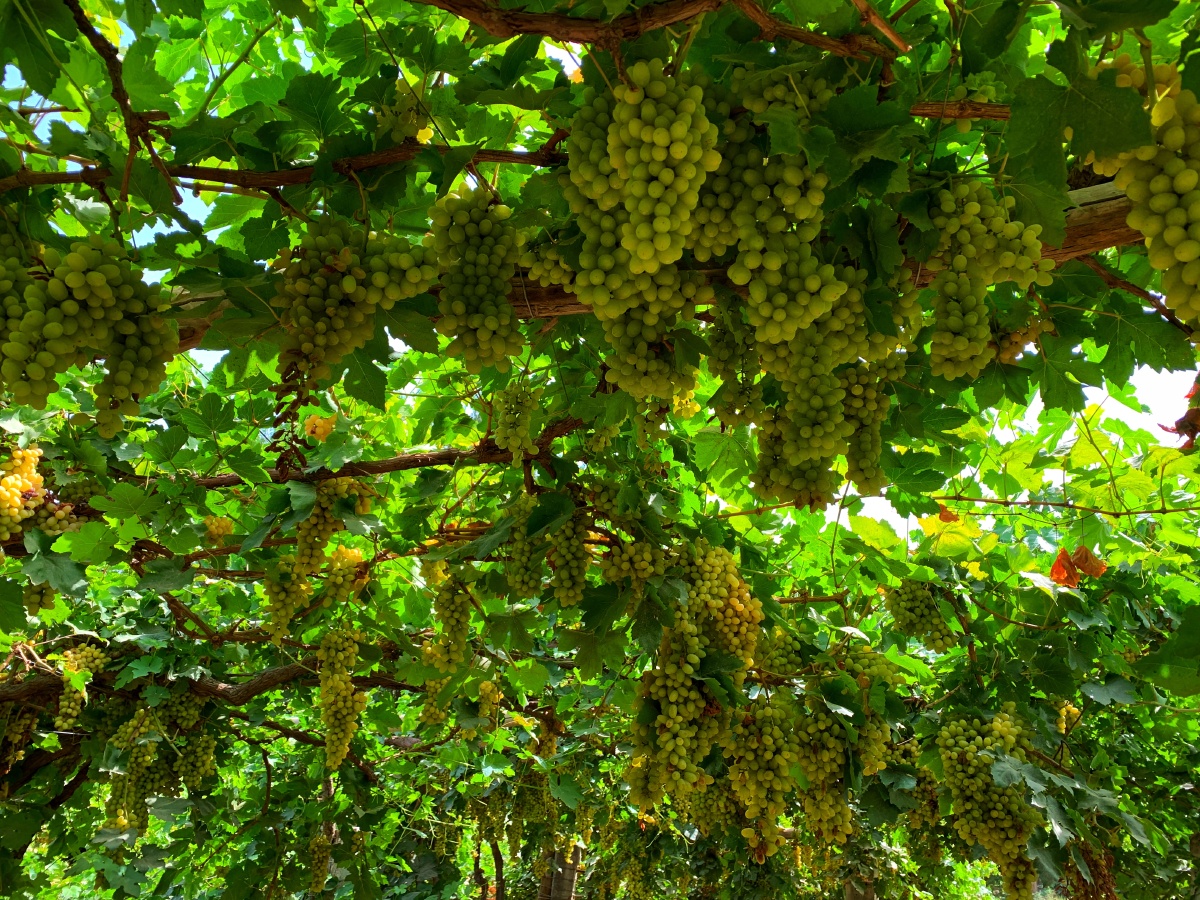 新疆吐鲁番葡萄园