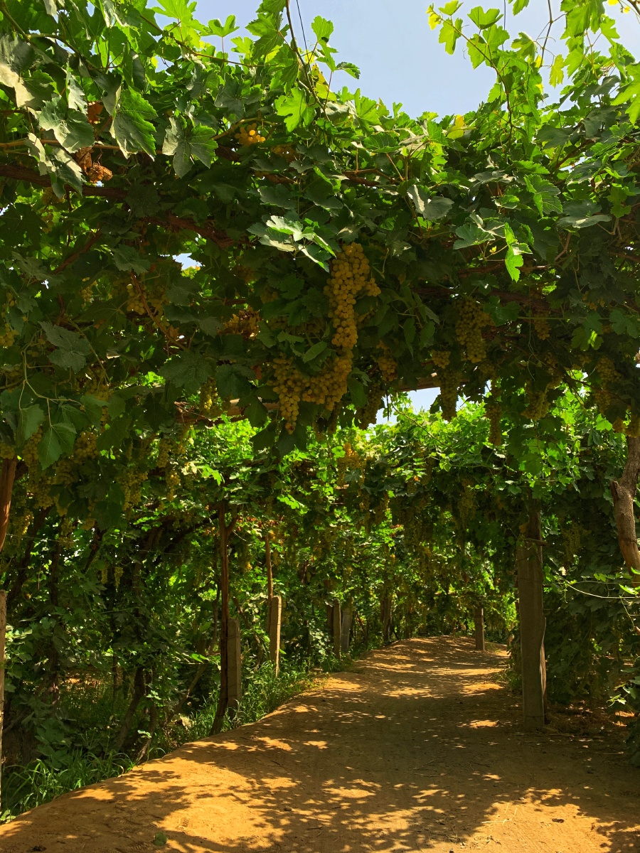 新疆吐鲁番葡萄园