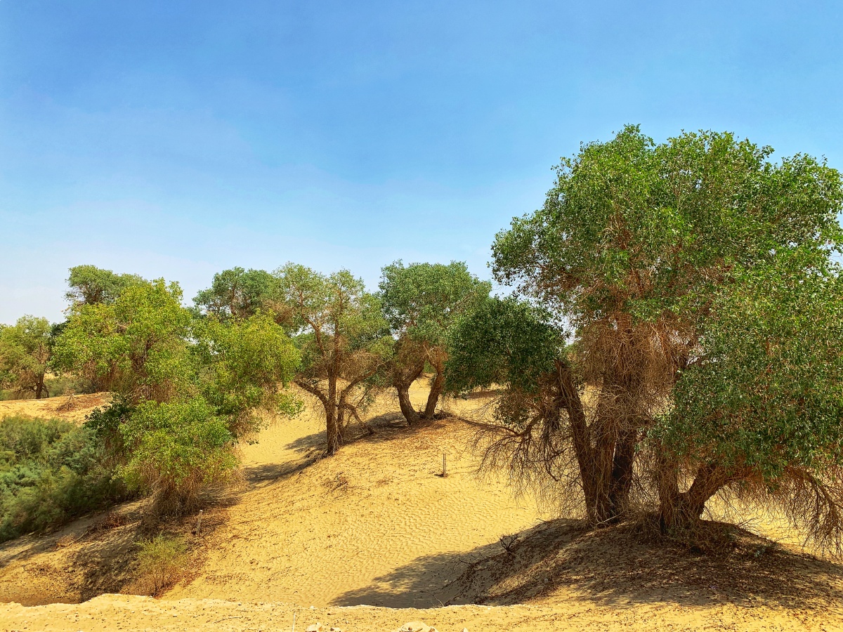 新疆夏季的胡杨林