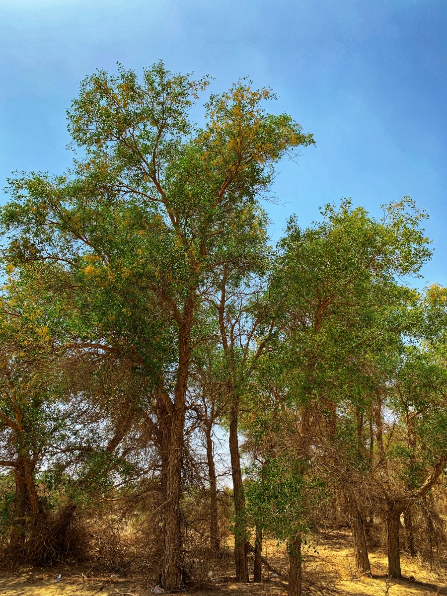 新疆夏季的胡杨林