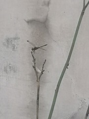 4401614