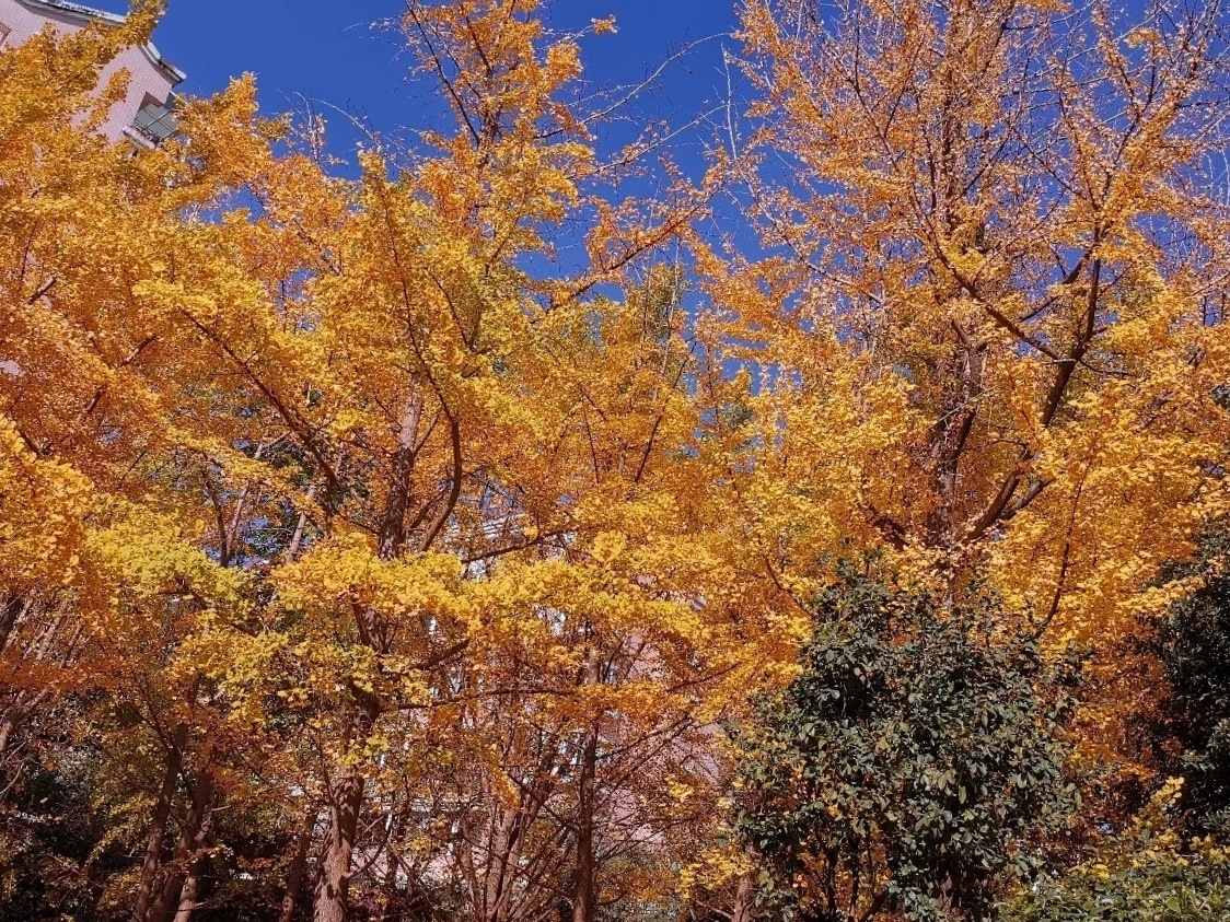 收集世界的秋天云南昆明篇