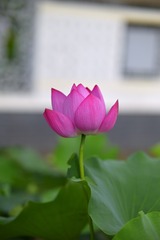 C557AD67-405E-4B9B-AE0D-6894516B02F2/L0/001