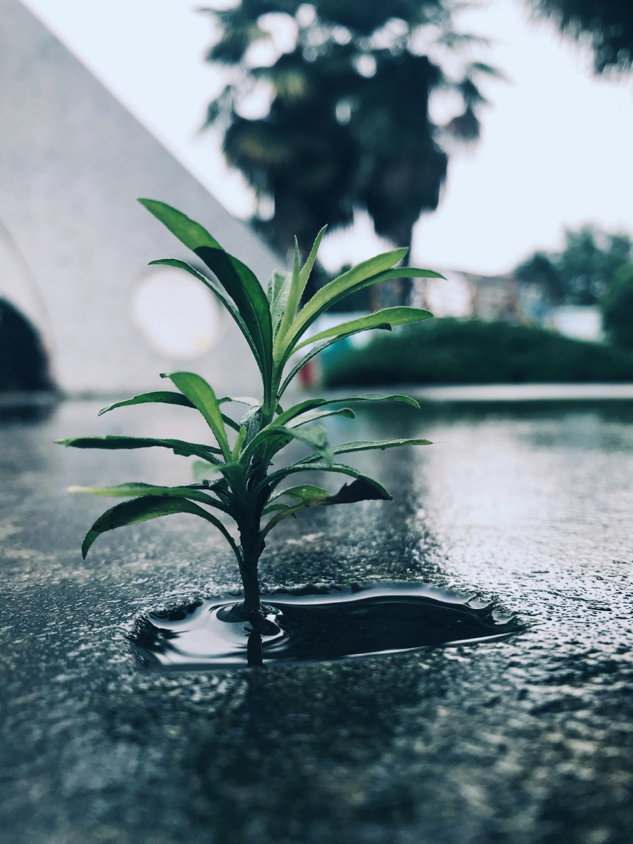 小水洼里的绿意盎然