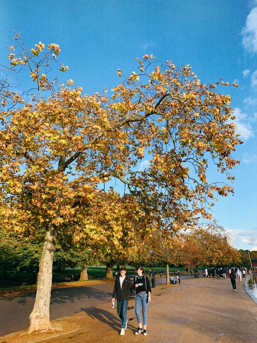 初秋的海德公园一场大雨过后又立刻晴空万里雨后的阳光照射在梧桐树上