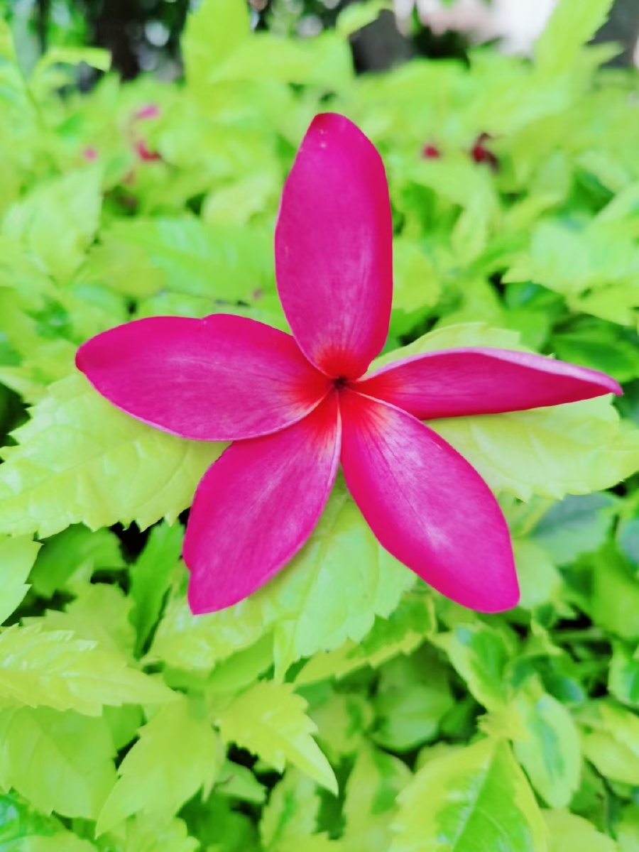 成功的花人们只惊羡她现时的明艳然而当初她的芽儿浸透了奋斗的泪泉