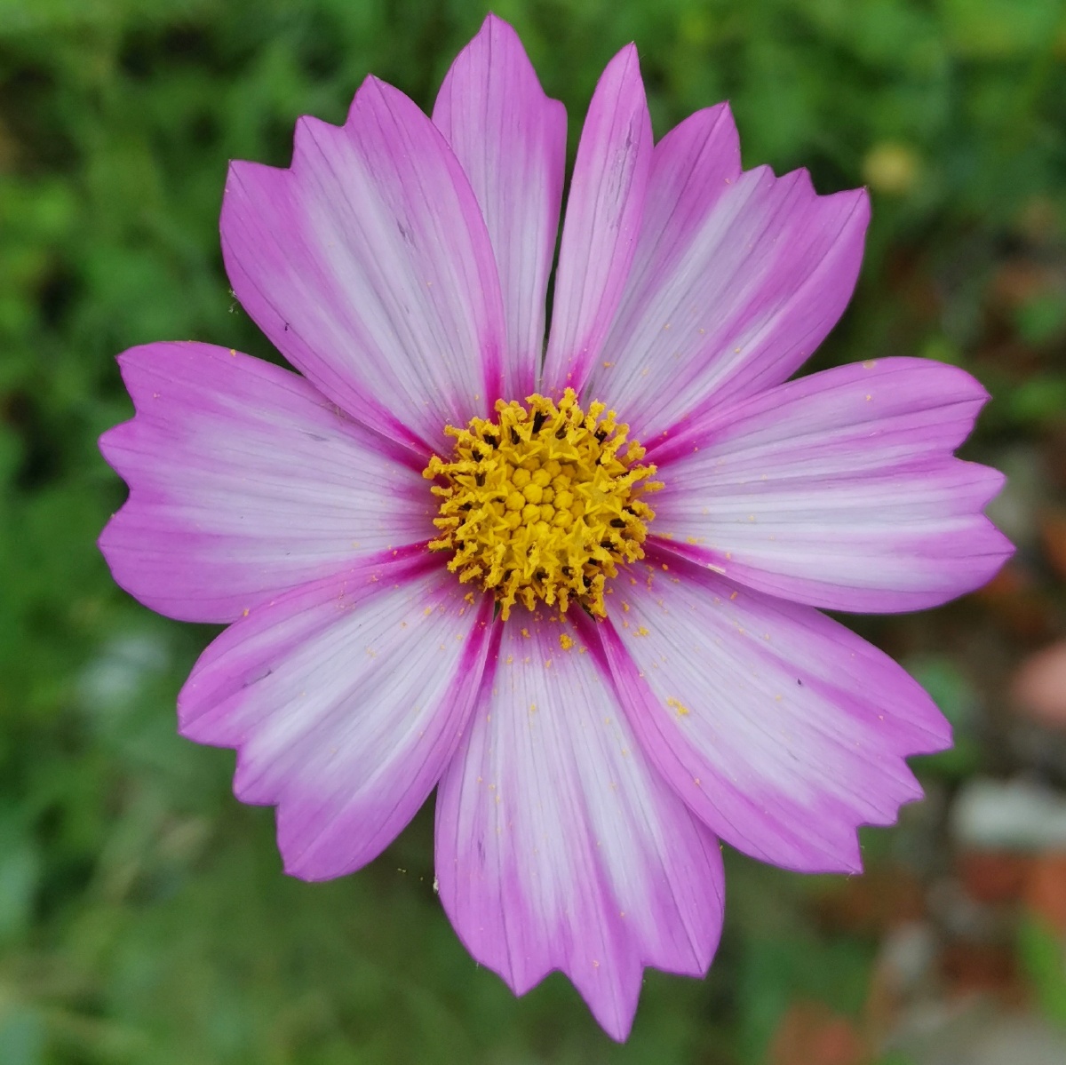 波斯菊花蕊是五角星形状02