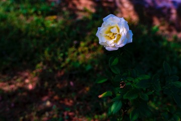 1E0D0351-C139-4717-9DBC-3E2470DD66C4/L0/001