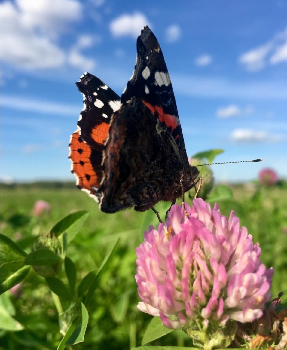 蝴蝶鲜花和草原