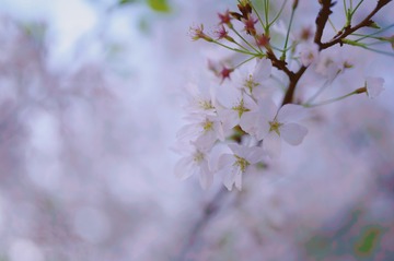 89C6E299-724E-4C9F-83A1-0A771F9ED89B/L0/001