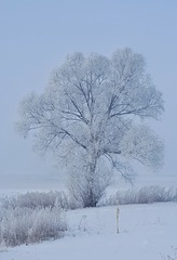 3037418