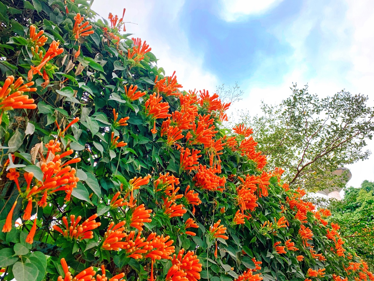 操场边的火焰藤