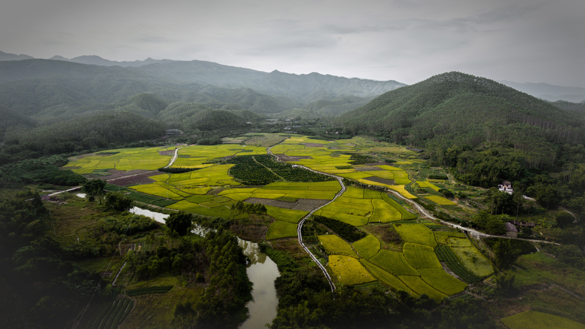  br />  br />  br /> 摄于:广东省鹤山市址山镇新基村