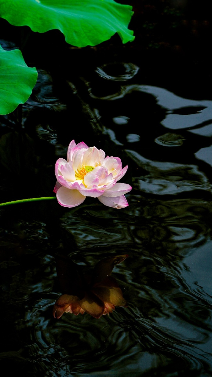 荷塘月色风吹荷叶飘逸着怡人的荷香翻滚绿色的波浪摇曳着朵朵荷花荷塘