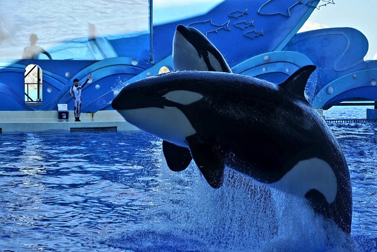 海昌的虎鲸表演00