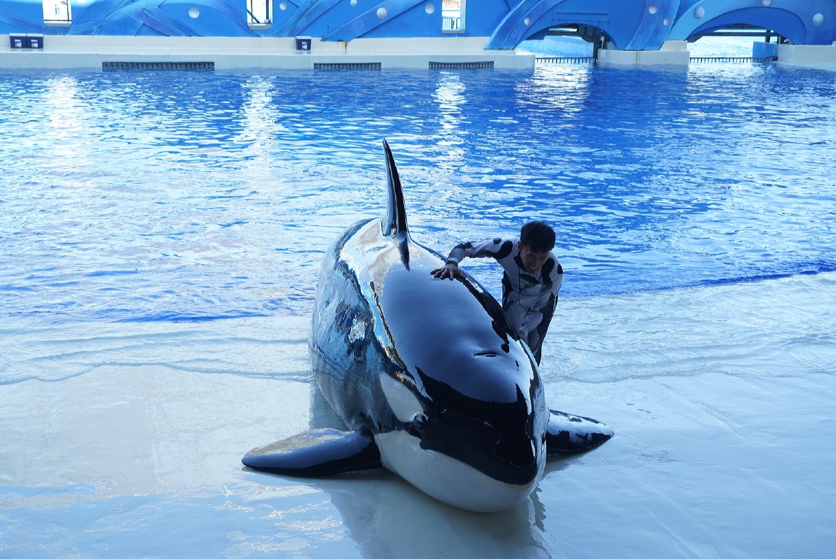 海昌的虎鲸表演00