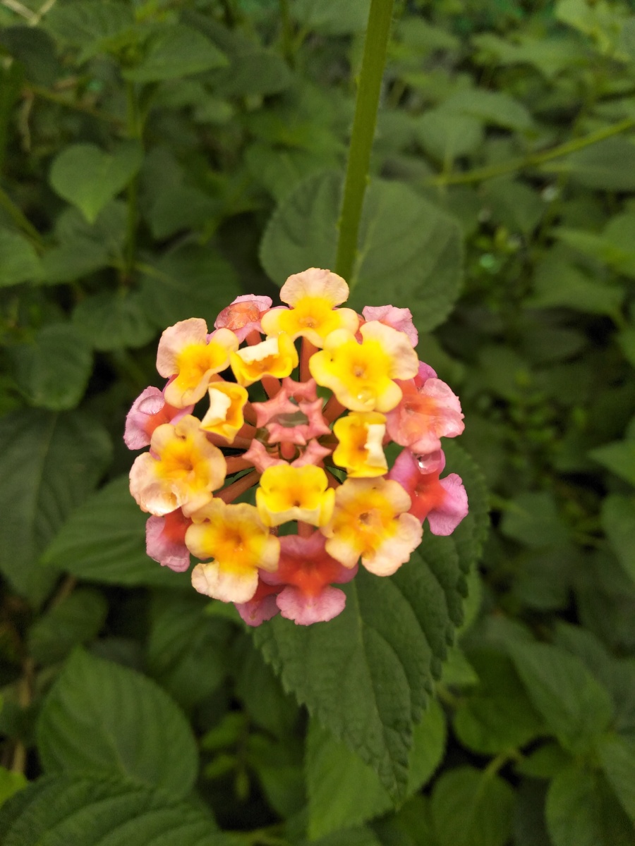 美丽可爱的花花