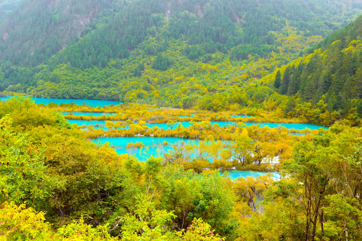 九寨沟的树正群海