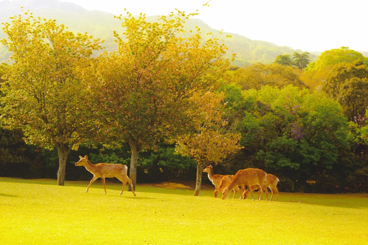 春日鹿群