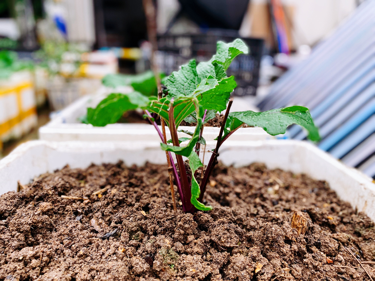 几日阴雨绵绵屋顶菜园里已经种下去一个月的秧苗相比去年矮了三分之一