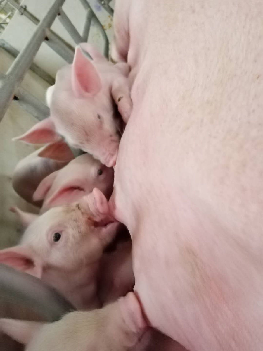 萌猪可爱小猪吃奶动物