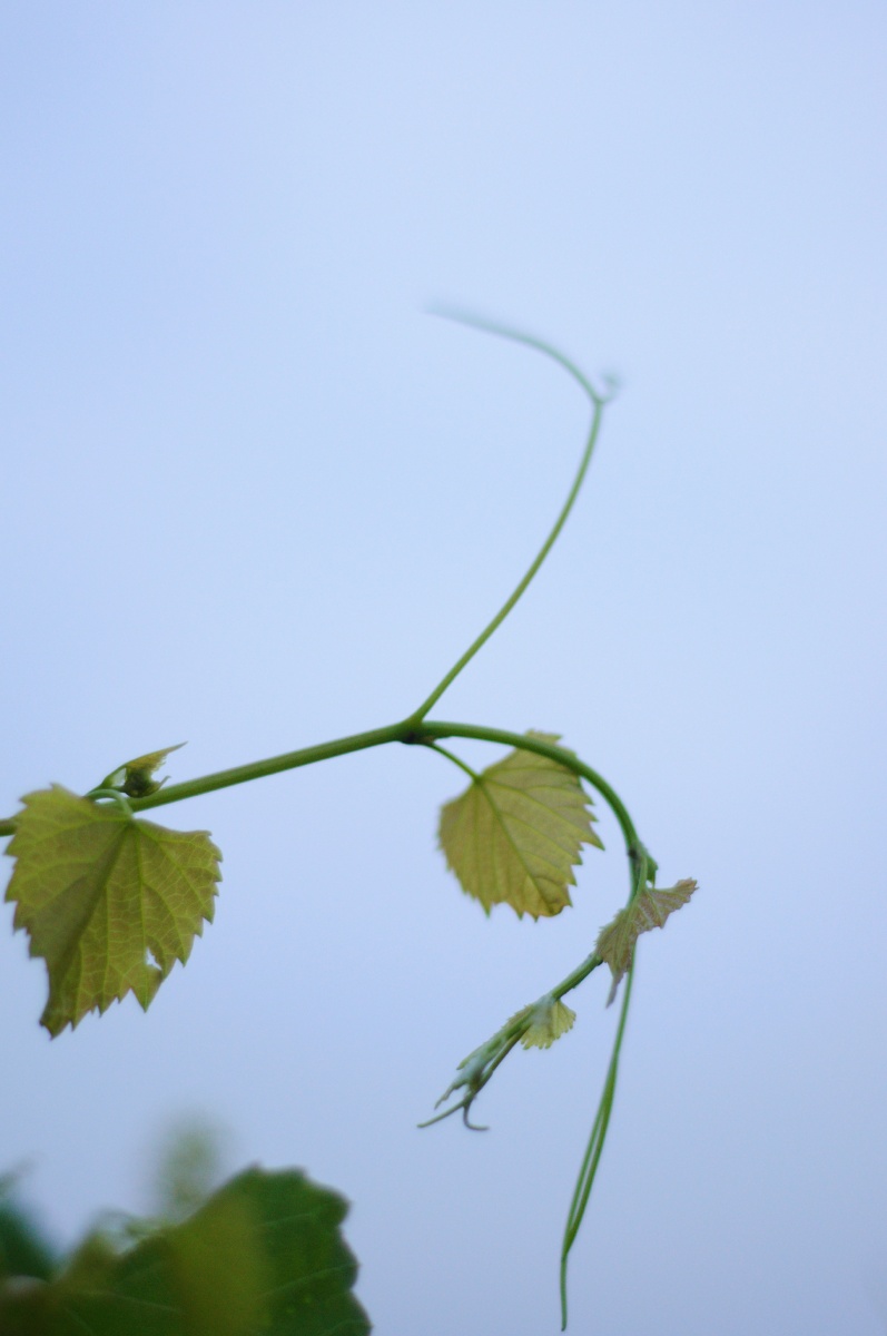 垂蔓引夏凉 - 老小明 - 图虫